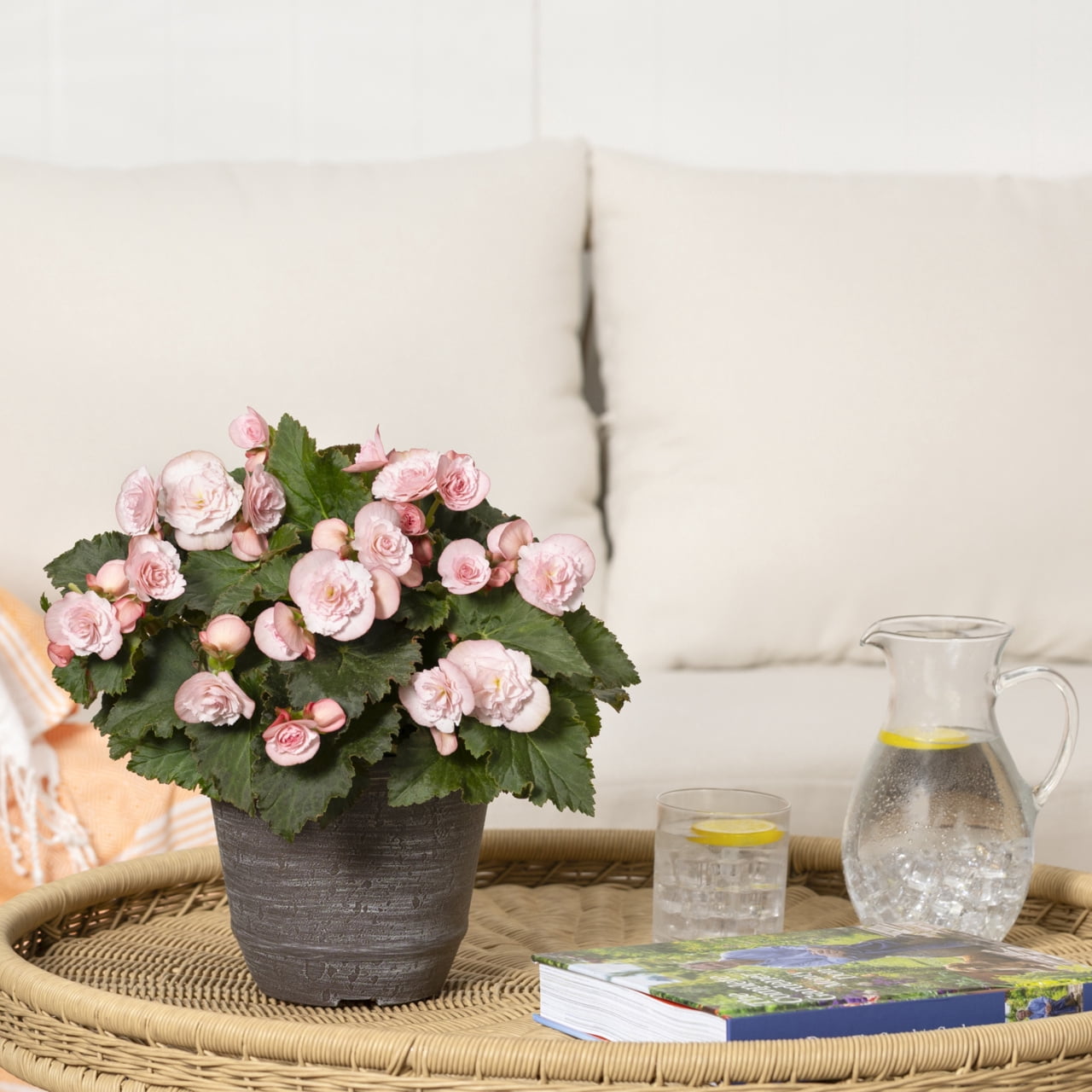 Better Homes & Gardens 3QT Pink Begonia Live Annual Plant Arden Decorative Pot Partial Shade