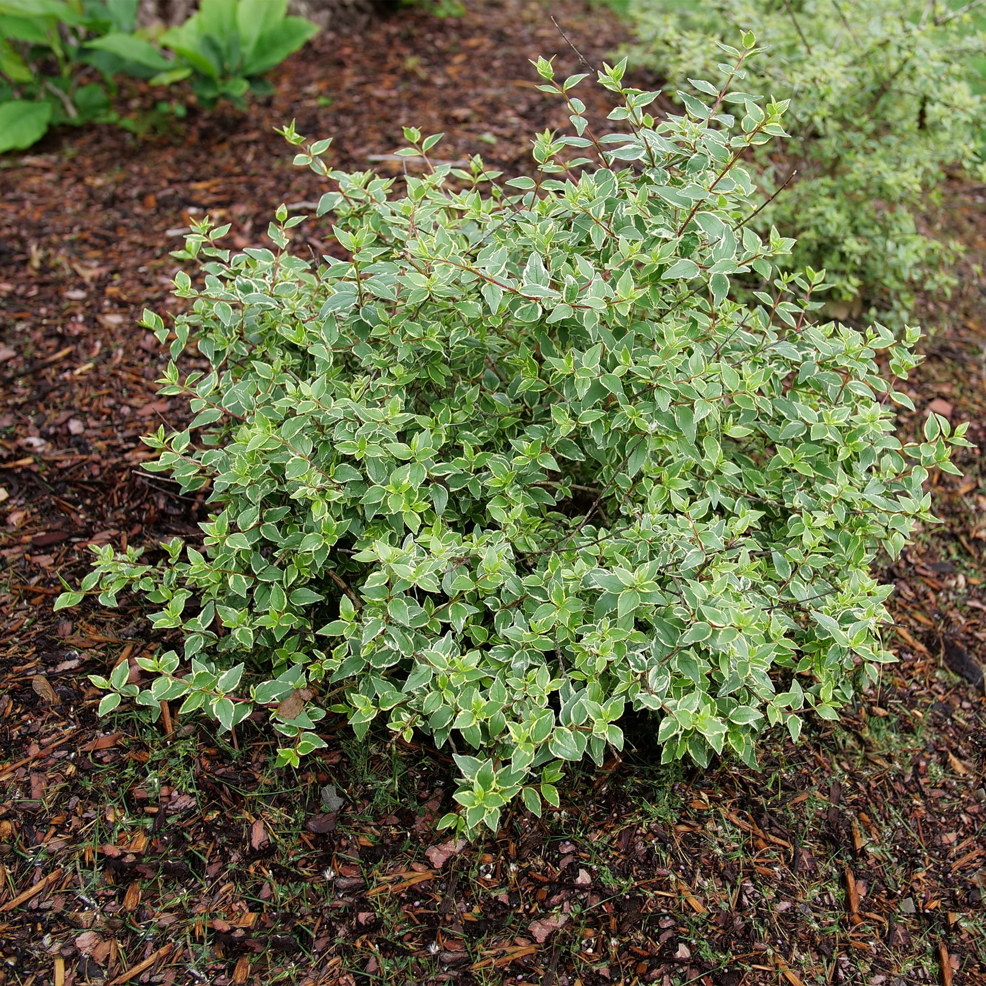 Proven Winners ColorChoice Mucho Gusto Abelia Live Shrub (2 Gallon)