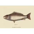 thumbnail image 1 of Mangrove Snapper-Fine Art Canvas Print (20" x 30"), 1 of 1