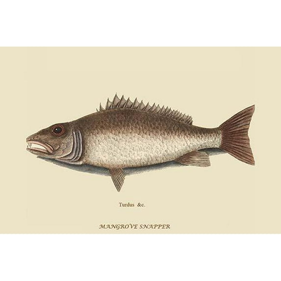 Mangrove Snapper-Fine Art Canvas Print (20" x 30")