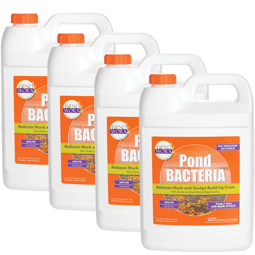 Pondworx Pond Bacteria Formulated for Large Ponds Water Features and Safe 