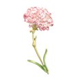 thumbnail image 1 of Miangastore Broche Fleur Exquise Épingle à Œillet Collier Épingle à Revers Bijoux, 1 of 8