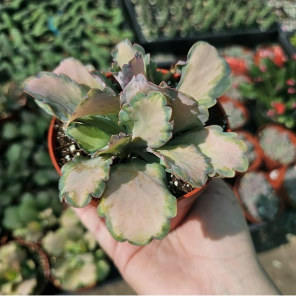 Pink Kalanchoe Succulent, Variegated Plant, 2in Pot, Indoor or Outdoor Ganish