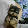 thumbnail image 2 of Realistic Yorkie Dog Simulation Toy Dog Puppy Lifelike Stuffed Toy E1R6, 2 of 9