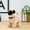 Pekingese, variant on Our Generation Dog,9inch Simulated Dog Can Walk Bark Its Tail And Has Music Toy Dog Pet Dog Sensing Toy,Puppy Dog With Collar & Leash Accessory,Stuffed Animal Realistic Dog.(Pekingese)