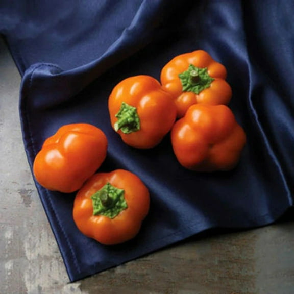 Pepper Seeds - Orange You Sweet Unt Non-GMO Variety Pepper Seeds - Non-GMO - 10 Seeds