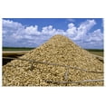 thumbnail image 1 of Great BIG Canvas | Rolled Bill Barksdale Poster Print entitled Harvested peanuts piled up in a truck, Georgia, 1 of 4