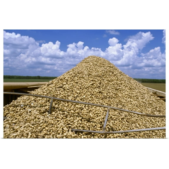 Great BIG Canvas | Rolled Bill Barksdale Poster Print entitled Harvested peanuts piled up in a truck, Georgia