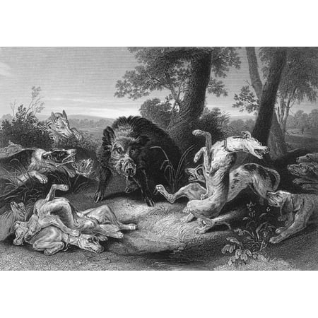 Wild Boar Hunt Neuropean Wild Boar (Sus Scrofa) And A Party Of Hunting Dogs Steel Engraving 19Th Century After A Painting By Frans Snyders (1579-1657) Rolled Canvas Art -  (24 x