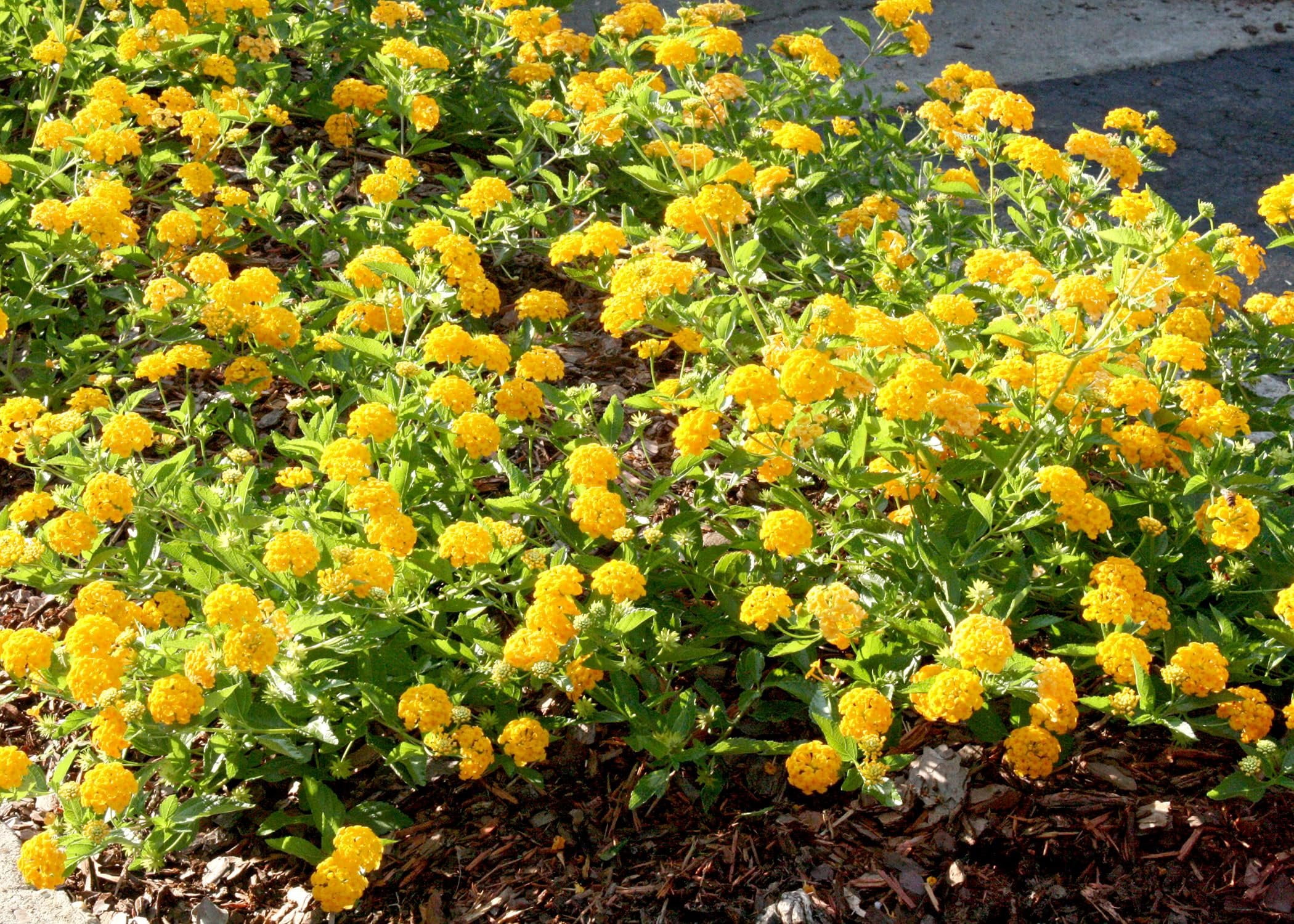 Lantana New Gold I 3 Live Plants I Verbenaceae Camara I Live Vibrant Golden Yellow Flowers, Heat and Drought Tolerant, Ideal for Hanging Baskets and Borders