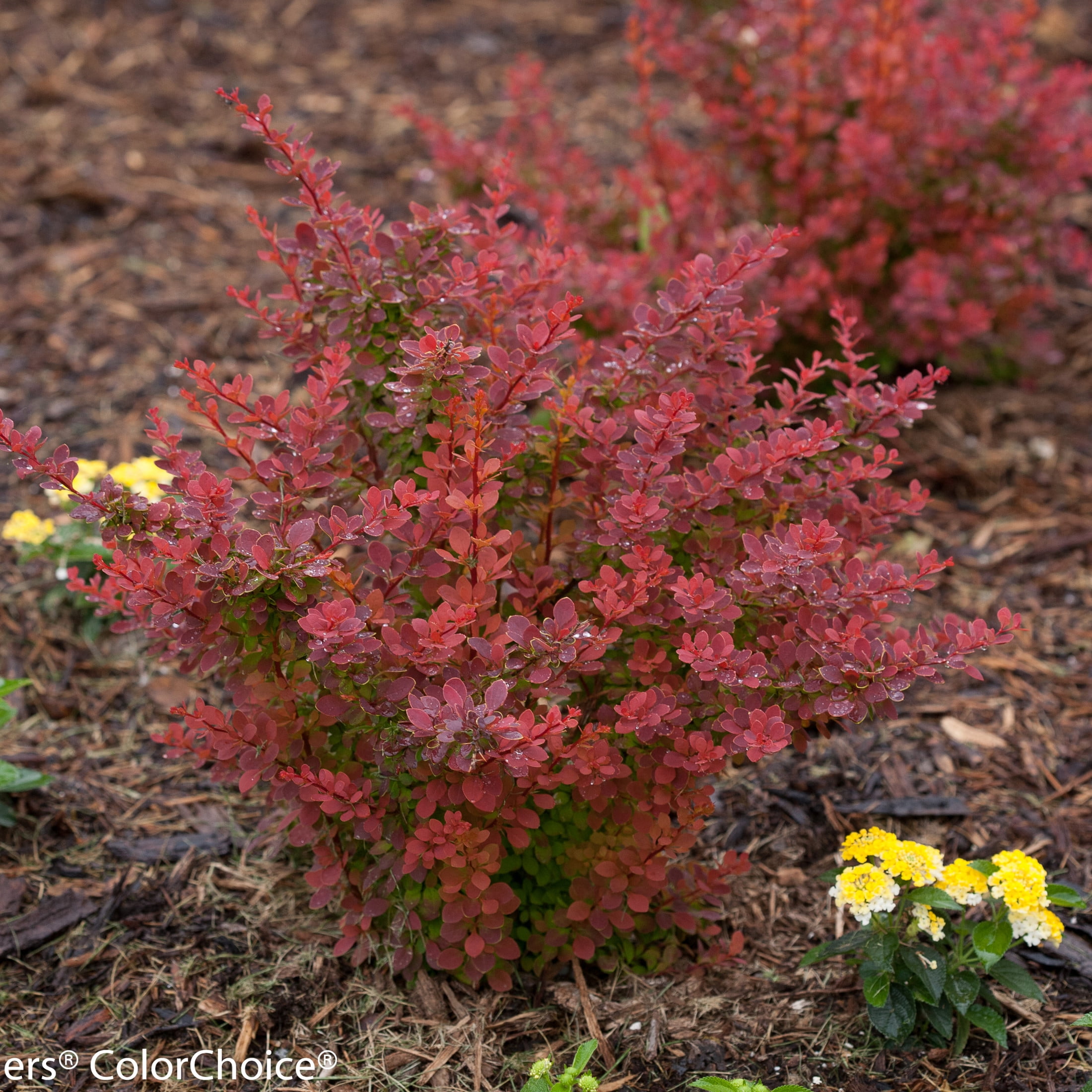 Proven Winners ColorChoice 5" Orange Sunjoy Tangelo Barberry Live Plant in 4.5" Pot (4 Count)