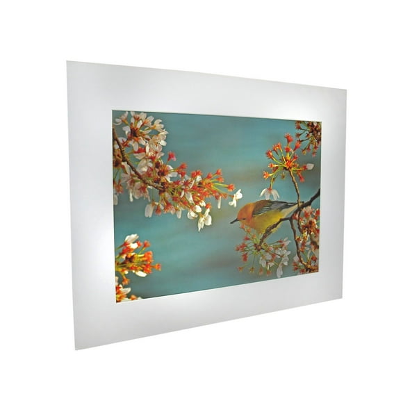 National Geographic Impression Mate - Fauvette sur Cerisier - 16 x 20 Pouces