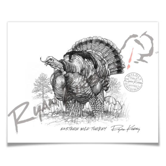 Eastern Wild Turkey Sketch Print
