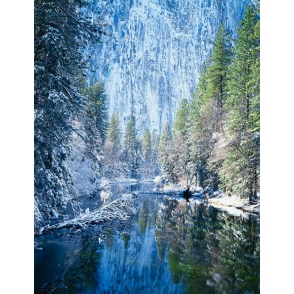 Winter trees along Merced River, Yosemite Valley, Yosemite National Park, California Poster Print by Scott T. Smith (24 x 30)