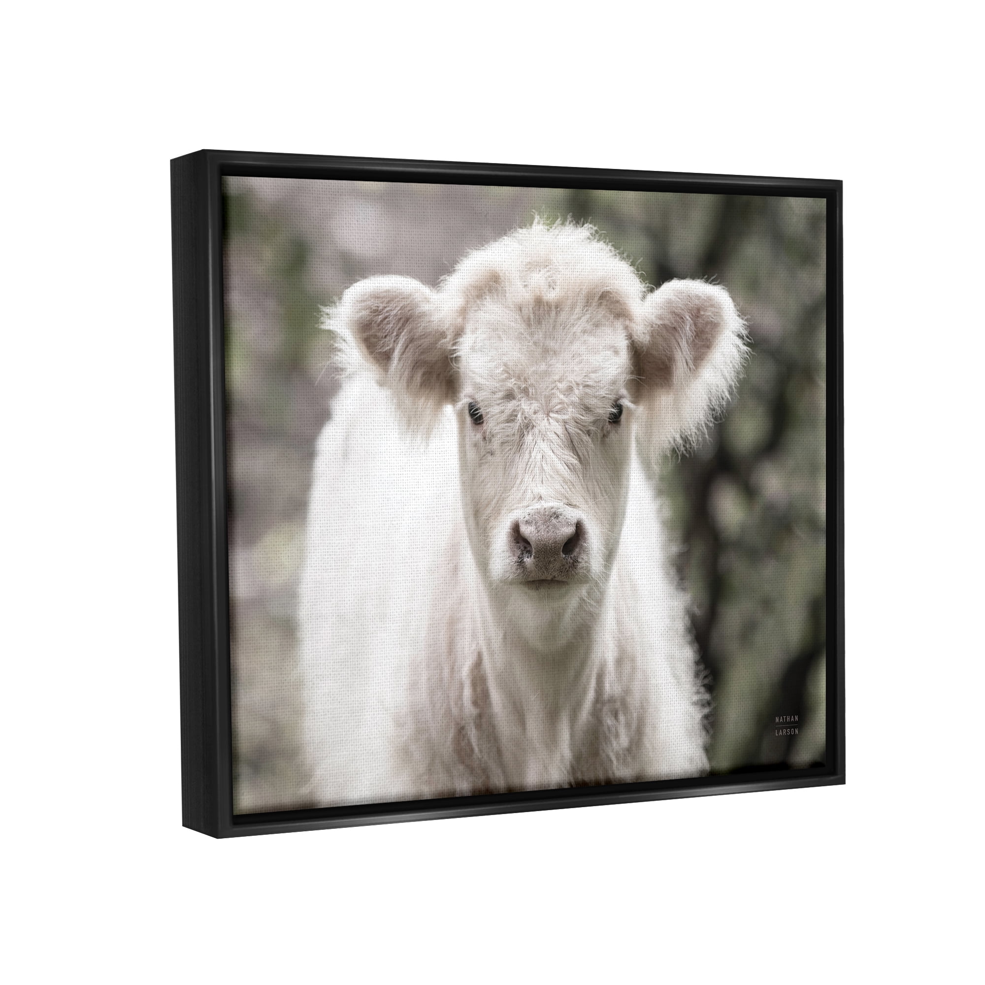 Stupell Industries White Cow Calf Portrait Animals & Insects Photography Black Floater Framed Art Print Wall Art, 21 x 17