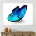 thumbnail image 3 of Designart 'Close Up Of Vibrant Blue Butterfly On White' Modern Framed Art Print, 3 of 4
