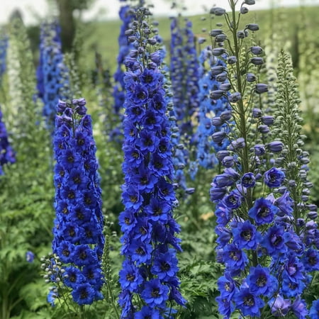 Direct Gardening Blue Buccaneers Delphinium Dormant Bare Root Flowering Perennial Starter Plant