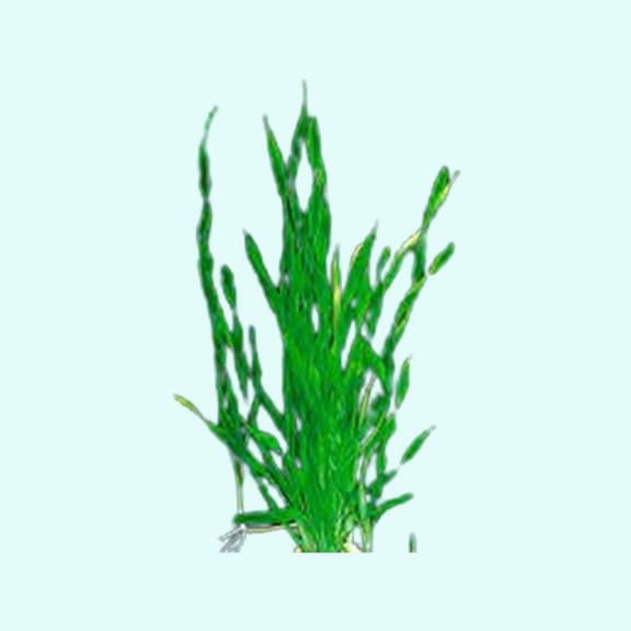 Jungle Valisnaria Asiatica Contortion Bunch Live Aquarium Plants BUY 2 GET 1 FREE