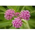 thumbnail image 4 of Seedville Swamp Milkweed Asclepias Incarnata Flower Seeds 36-60" Height, Dark Pink - Mauve, 4 of 11