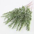 thumbnail image 1 of Eucalyptus Leaves, 1 of 8