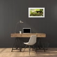 thumbnail image 3 of Morris, Arthur 24x15 White Modern Wood Framed Museum Art Print Titled - Ecuador, Los Bancos Pale-mandible aricari bird, 3 of 4