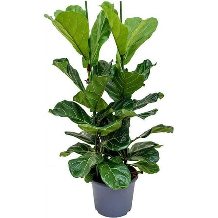 Ficus Audrey - Live Plant in a 10 Inch Pot - Ficus Benghalensis - Beautiful Ornamental Interior Tree