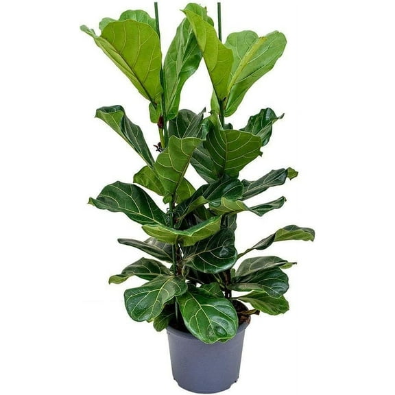 Ficus Audrey - Live Plant in a 10 Inch Pot - Ficus Benghalensis - Beautiful Ornamental Interior Tree