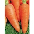 thumbnail image 2 of GSDWIUEW Sweet Carrot Alenka Early Red Heirloom Vegetable for Planting, 2 of 8