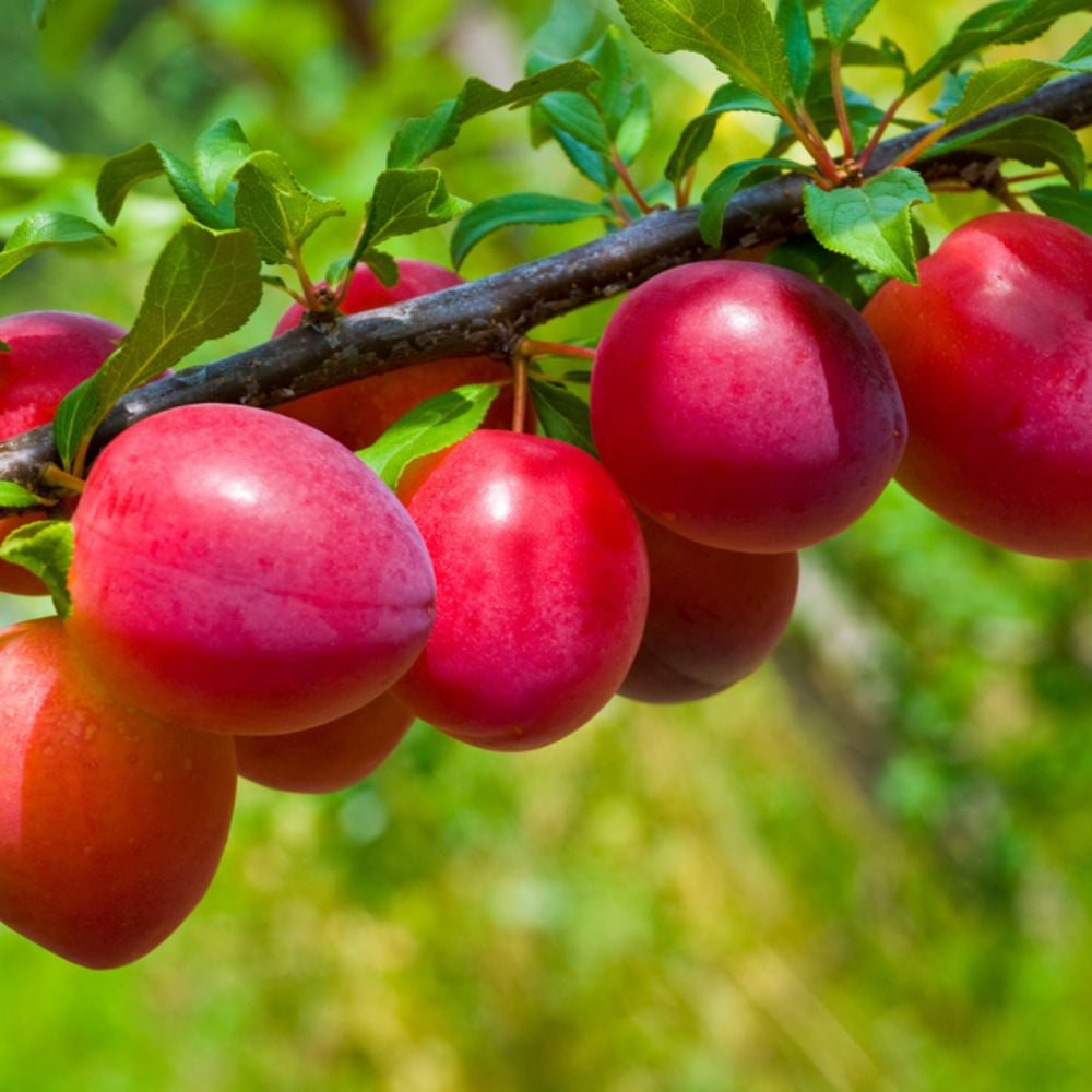 Expert Gardener 3-4 ft. tall Scarlet Beauty Plum Live Tree in 7- Gallon Grower Pot