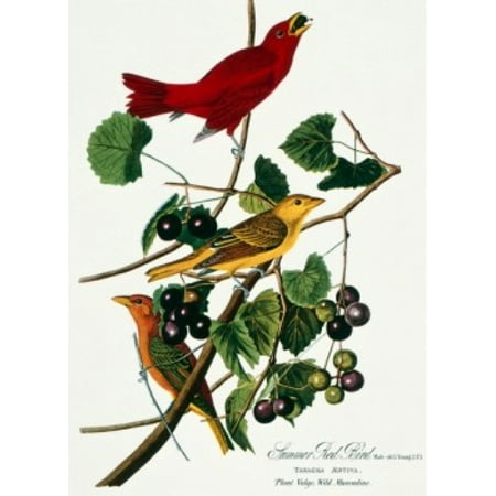 Ball Lithograph - Summer Red Bird by John James Audubon lithograph Poster Print
