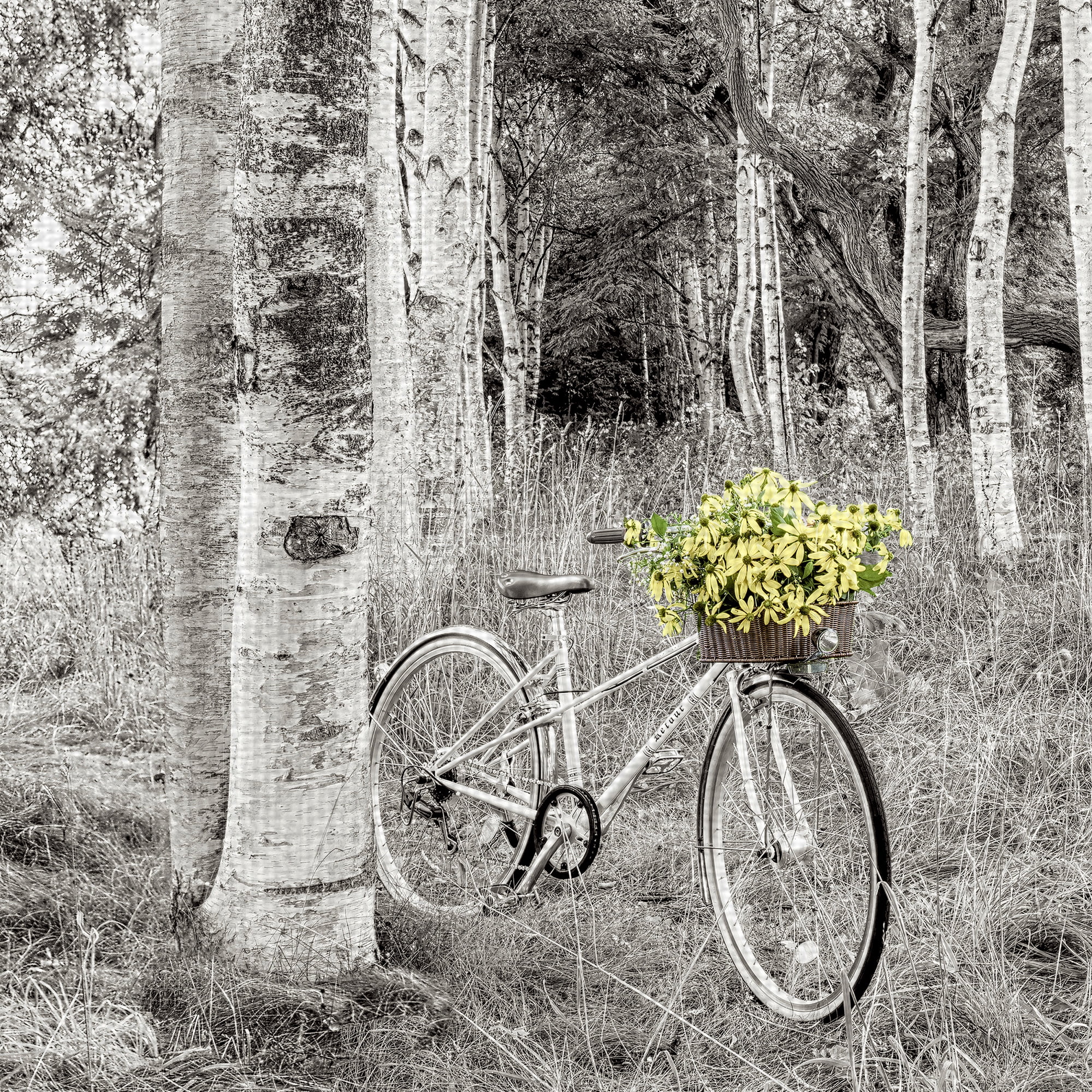 Masterpiece Art Gallery Sunflower Bicycle Ride Through The Forest By Alan Blaustein Canvas Art Print 24" x 24"