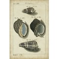 thumbnail image 2 of Martini 11x14 White Modern Wood Framed Museum Art Print Titled - Vintage Shell Study III, 2 of 4