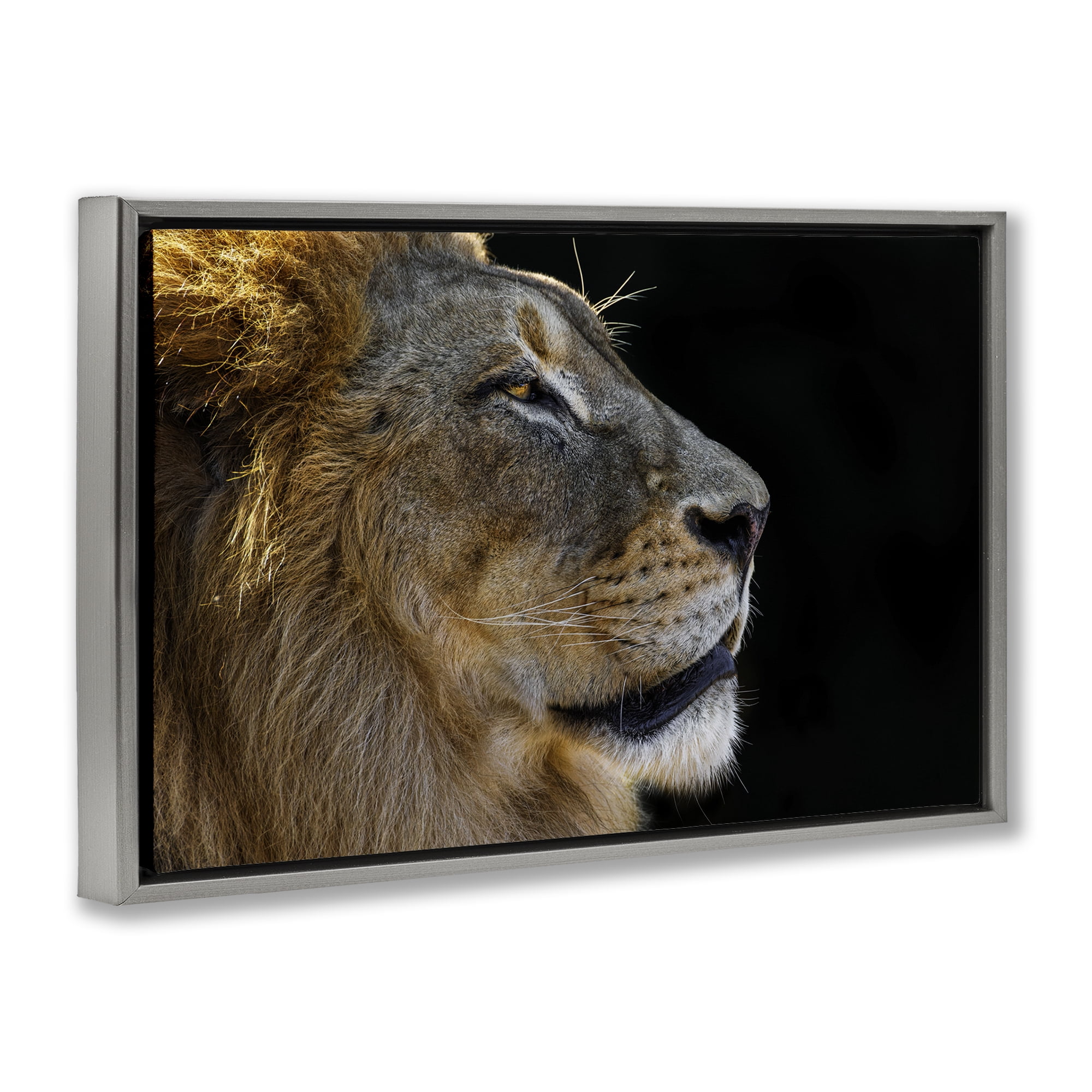 Stupell Industries Fierce Lion Looking Right Animals Photography Gray Floater Framed Canvas Art Print Wall Art, 31 x 21