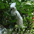 thumbnail image 3 of 1 PC Creative Yard Ornament  Garden  Simulation Bird Animal Figurine Parrot Miniature  Feather BLUE 35CM, 3 of 8