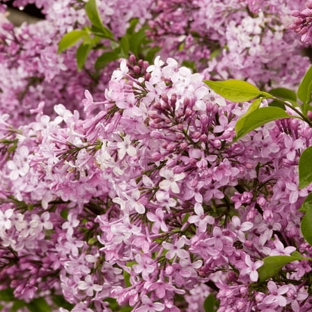 Miss Kim Lilac Shrub, Dormant Tree, Lilac Plant Live for Outdoor Garden, 6'' Tall in Quart Pot