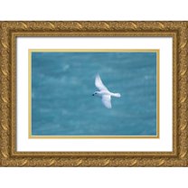 Jaynes Gallery 24x17 Gold Ornate Wood Framed with Double Matting Museum Art Print Titled - Antarctica-South Georgia Island-Coopers Bay Snow petrel flying above Drygalski Fjord
