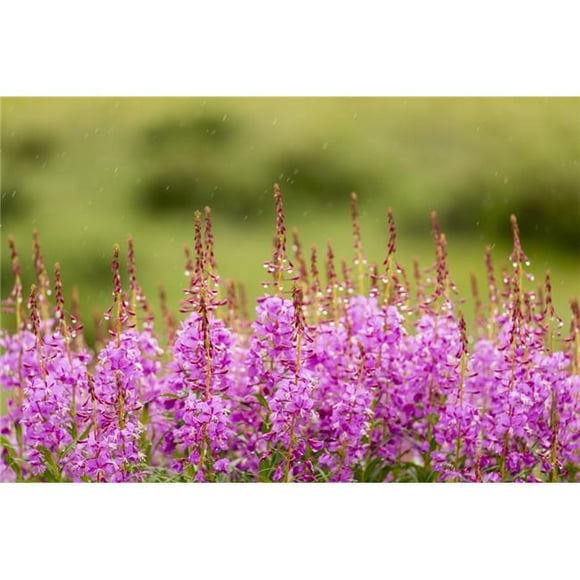 Common Fireweed Lines The Denali Park Road at Sable Pass in Denali National Park in Interior Alaska Summer Poster Print - 19 x 12 in.