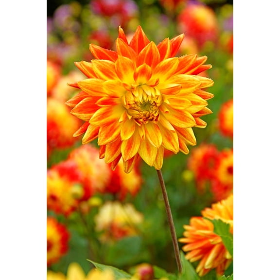 Sun Explosion Dahlia - Dinnerplate Flower - #1 Size Root Clump