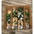 thumbnail image 6 of Live Plant! "Wine Press" Exotic Tropical Hibiscus Live Plant in 4" pot, 6 of 7