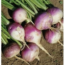 SeedRanch Turnip Seed Purple Top White Globe - 5 Lbs.