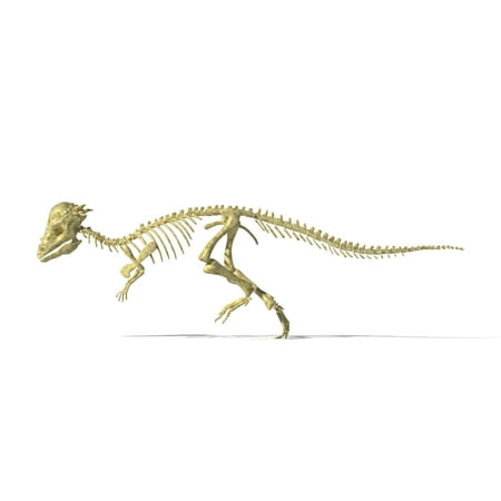 3D rendering of a Pachycephalosaurus dinosaur skeleton Stretched Canvas - Leonello CalvettiStocktrek Images (19 x