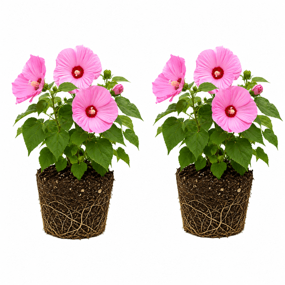 Hardy Hibiscus Starter Plants - Set of 2, Full Sun, USDA Zones 4-9, Ships Bare Root, No Pot