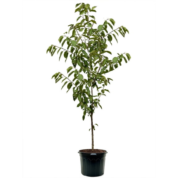 Expert Gardener 3-4 ft tall Van Sweet Fruiting Cherry Live Tree in 7-Gallon Grower Pot