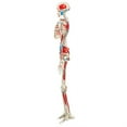 thumbnail image 2 of Anatomical Model: Max the Muscle Skeleton W/ Pelvic on Roller Stand, 2 of 2