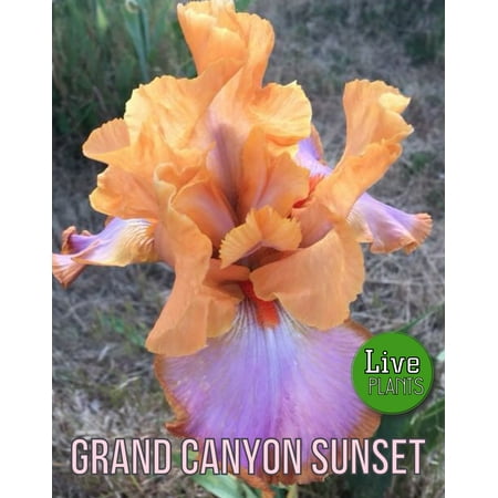 Grand Canyon Sunset Tall Bearded Iris Rhizome (1)