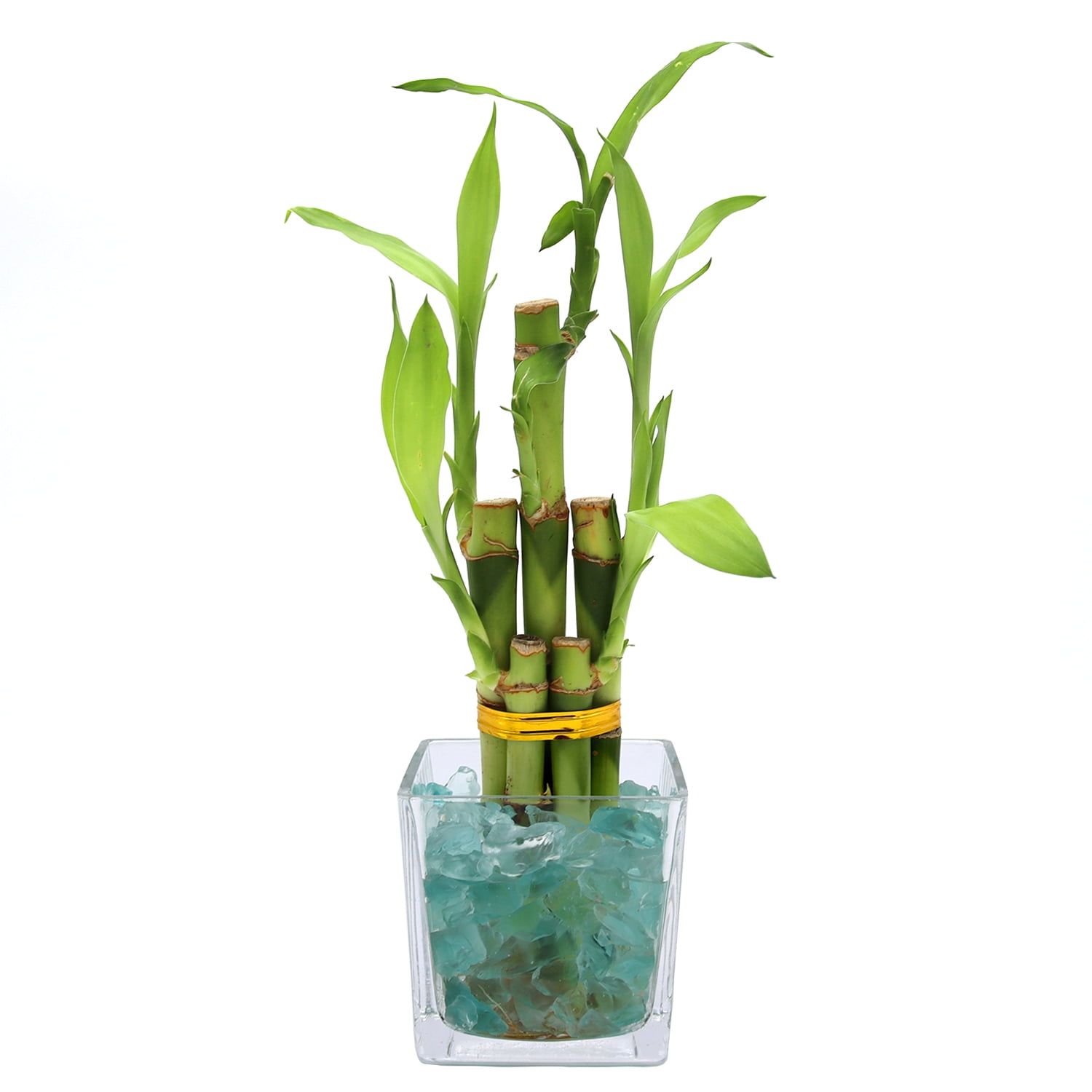 Lucky Bamboo in Glass