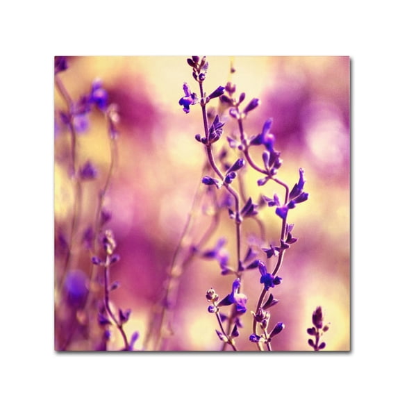 Trademark Fine Art "Summer Melodies" Canvas Art by Beata Czyzowska Young