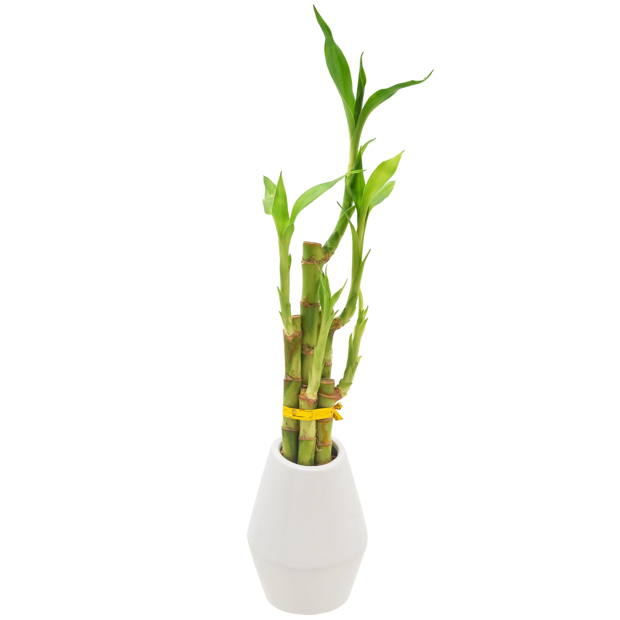 Arcadia Garden Products Live 5-Stem Lucky Bamboo in 3.5" Dimensions II, White
