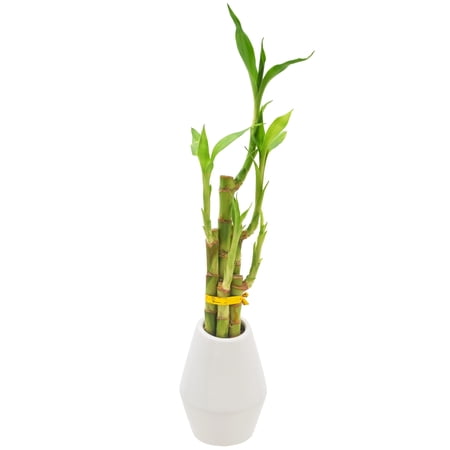 UPC: 0849637008283 | Arcadia Garden Products Live 5-Stem Lucky Bamboo in 3.5  Dimensions II  White