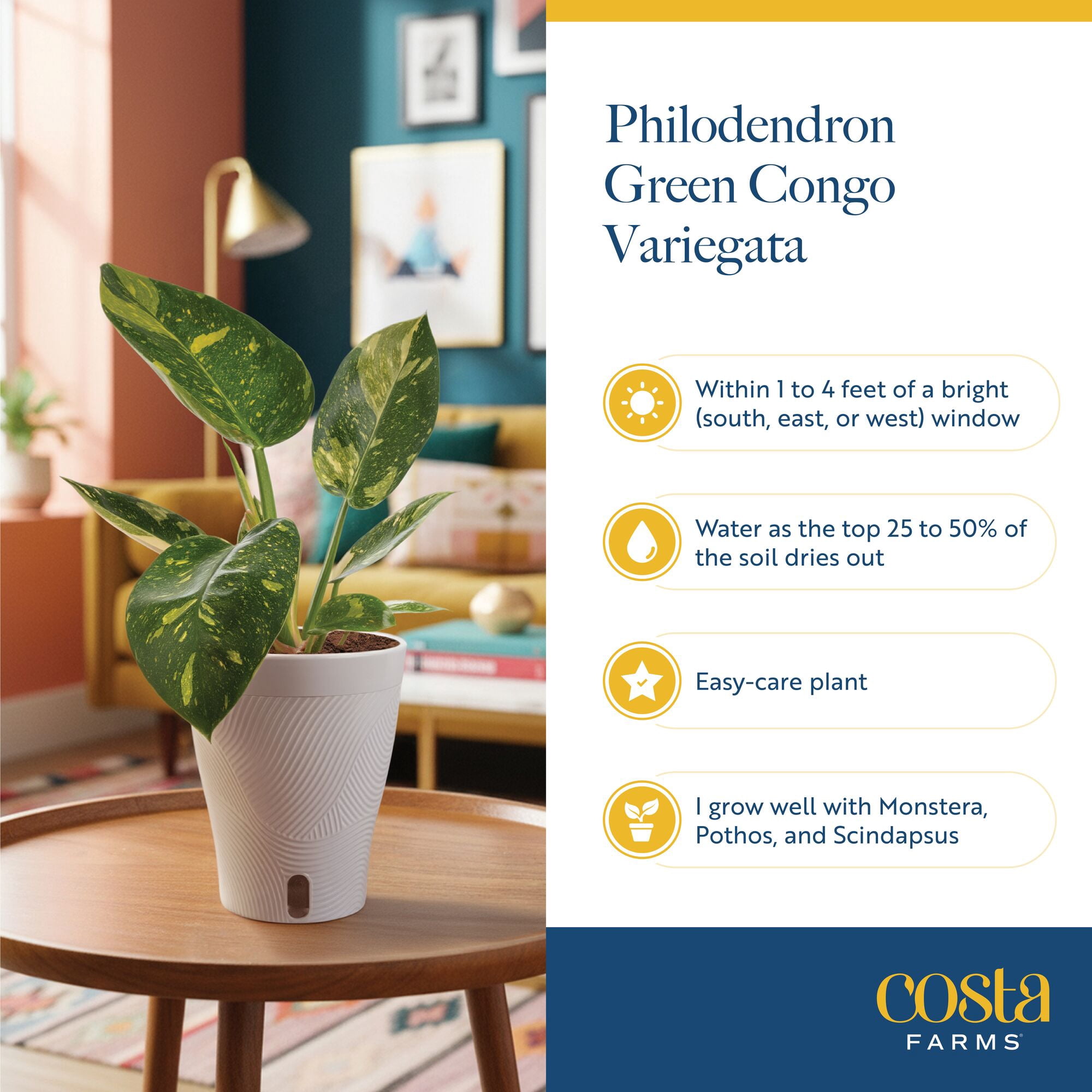Costa Farms 14" Variegated Philodendron Green Congo Live House Plant in 5" Self-Watering Pot